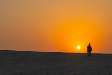 Fototapeta na wymiar Camel Caravan at Sunset Time in the Doha Desert Photo, Doha Qatar