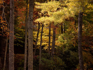 Forest in Full Peak Autumn Colors in North Carolina