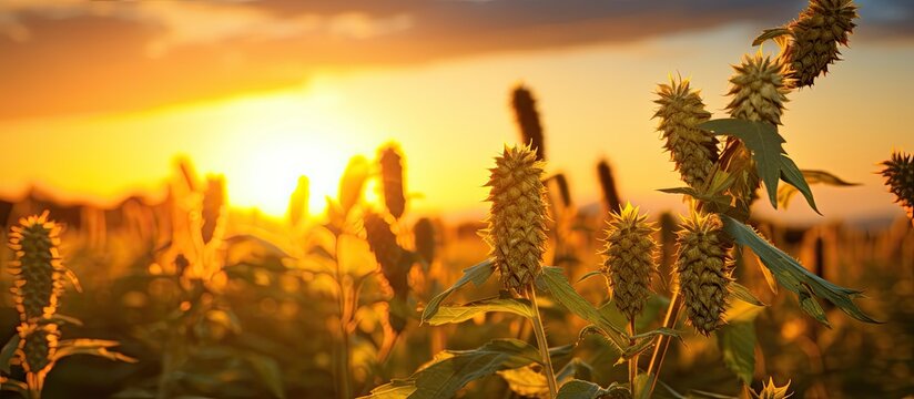 Sunset field with hop burrs