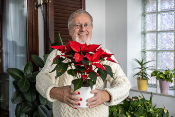 Mature senior with grey hairs and with colored nails holding poinsettia flower at home