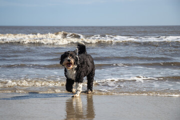 Happy dog playing on the beach