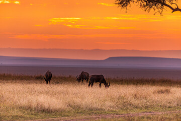 Antelope Impala Africa