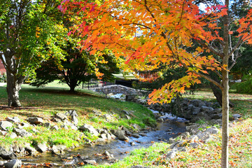 Colorful autumn leaves of maple tree next to a creek with a stone bridge in background