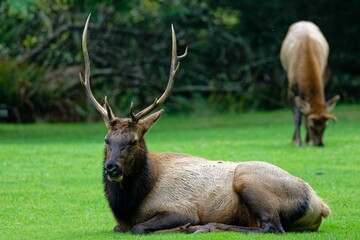an elk sitting in the grass next to another elk in the background