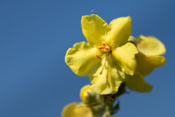 Obraz premium Close-up of the single yellow flower of a mullein still attached to the plant. In the background blue sky with space for text