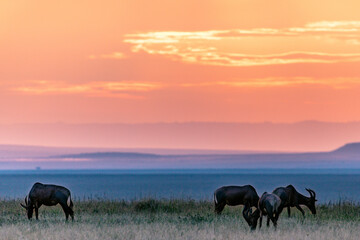 Antelope Impala Africa
