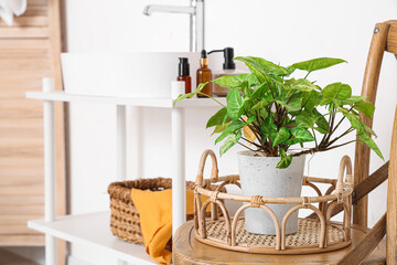 Houseplant on chair in bathroom, closeup