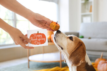 Cute Beagle dog and owner with pumpkin at home on Thanksgiving Day, closeup