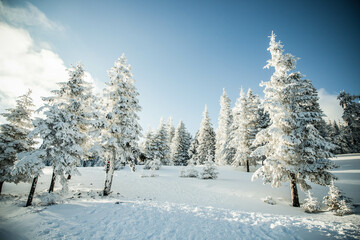 amazing winter landscape with snowy fir trees in the mountains