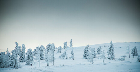 amazing winter landscape with snowy fir trees in the mountains