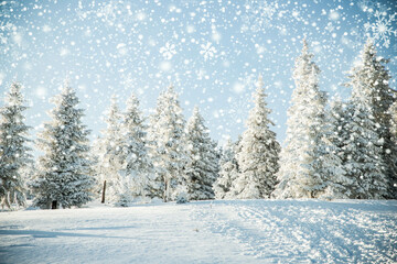 amazing winter landscape with snowy fir trees in the mountains