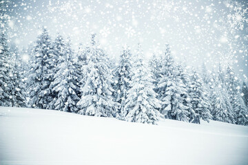 Fototapeta premium magical frozen winter landscape with snow covered fir trees