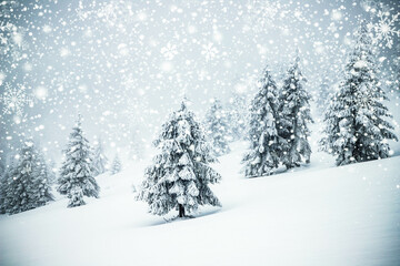 Fototapeta premium magical frozen winter landscape with snow covered fir trees