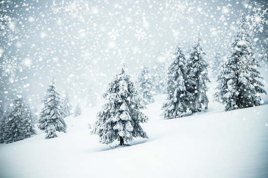 magical frozen winter landscape with snow covered fir trees