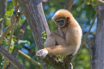 The great ape gibbon sits on the branches of a tree. A family of primates found in Southeast Asia.