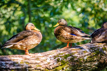 Wild ducks sit on a tree near the water
