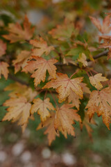 autumn maple leaves