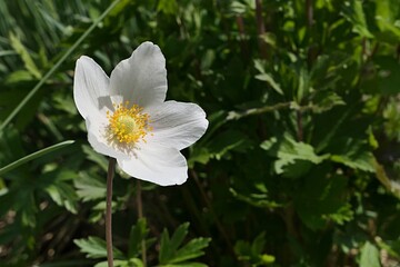 Single white flower of Snowdrop Anemone plant, also called snowdrop windflower, latin name Anemonoides Sylvestris, sunlit by spring daylight sunshine. 