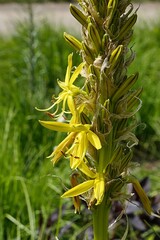 Detail of partially blooming yellow flowers of vertical flower raceme of Asphodeline Lutea, also known as Yellow Asphodel or King's Spear.