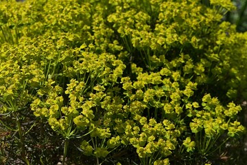 Yellow inflorescence of Cypress Spurge plant, latin name Euphorbia cyparissias, consisting of yellow petal like bracts, sunbathing in spring daylight sunshine. 