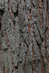 Wood texture of older Scots Pine tree, latin name Pinus Sylvestris, with typical vertical grooves, sunlit by spring daylight sunshine. 