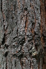 Bark wood texture of older Scots Pine tree, latin name Pinus Sylvestris, with typical vertical grooves, sunlit by spring daylight sunshine. 