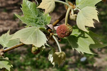 Leaves and spherical maturing dry fruit, also called achenes, on Hybrid plane tree, latin name...