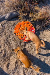 Two small tan puppies in the sandy desert