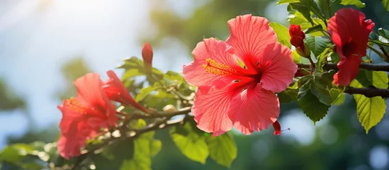 Fototapeten Gorgeous hibiscus flower on a tree in natural daylight © 2rogan