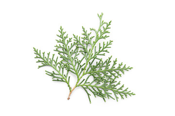 Christmas branch on white background