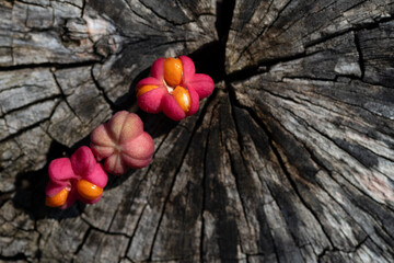 Close-up of three red berries of the common spindle bush (Euonymus europaeus) lying next to each other on an old, sawn-off tree stump - obrazy, fototapety, plakaty