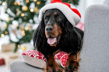 Setter dog in Christmas time