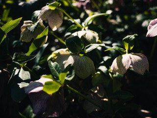 Spring flowers in the garden