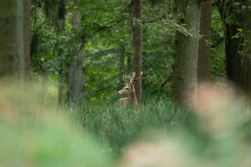 Junger Hirsch im Wald