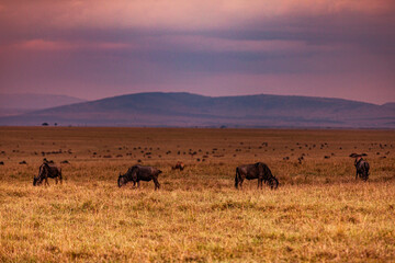 herd of wildebeest in masai mara country