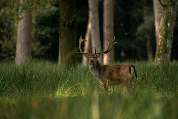 Damhirsch im hohen Gras