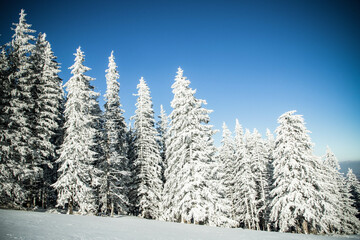 amazing winter landscape with snowy fir trees in the mountains