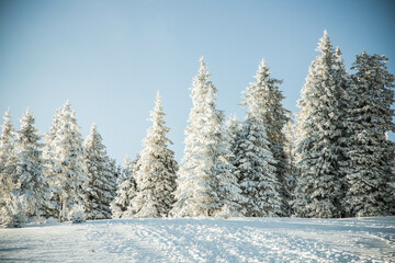 amazing winter landscape with snowy fir trees in the mountains