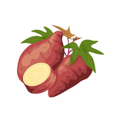 Vector illustration, sweet potato with fresh leaves and slices, isolated on white, suitable for posters, websites, brochures and agricultural products packaging.