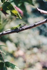 Lizard on branch of a tree
