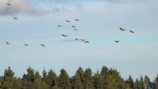 Flying flock of geese struggling with strong front wind. Unstable flight above Scandinavian pine tree forest landscape