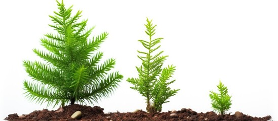 Small young garden tree decoratively grows for landscaping