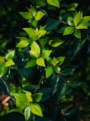 green leaves background