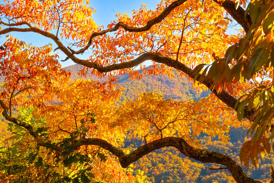 Autumn in the Mountains