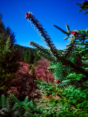 Discover the majestic beauty of a cedar tree leaf, a journey into the heart of nature splendor