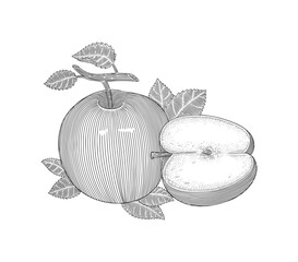 apple fruit with leafs and half slice, Vintage engraving drawing style illustration