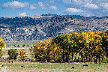 Antelope Valley Cattle, Sierra Nevadas