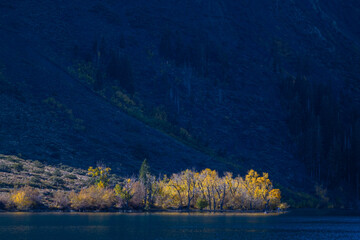 Sunliet Cottonwoods, Convict Lake, Sierra Nevadas