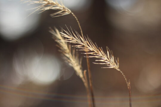 Dreamy Monochromatic Tan Brown Waving Wheat Plant Stalk Macro Close Up with Shallow Depth of Field Bokeh Effect 