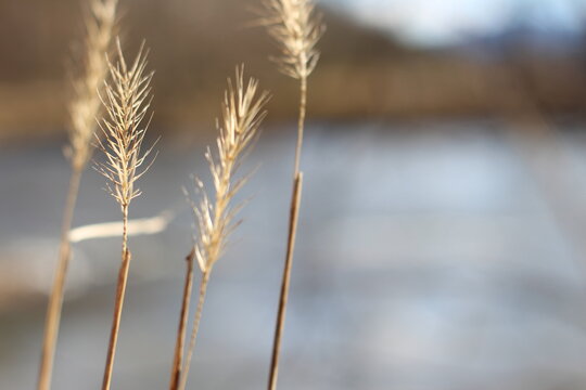 Waving Wheat Stalk Alongside Wintery Autumn River Bed Shallow Depth of Field 